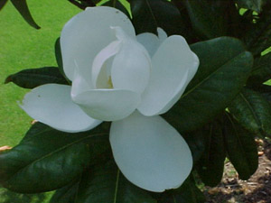 Southern magnolia flower